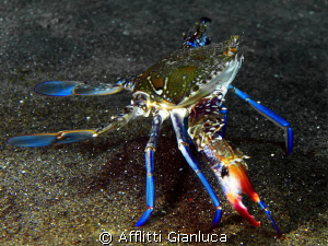 big crab by Afflitti Gianluca 
